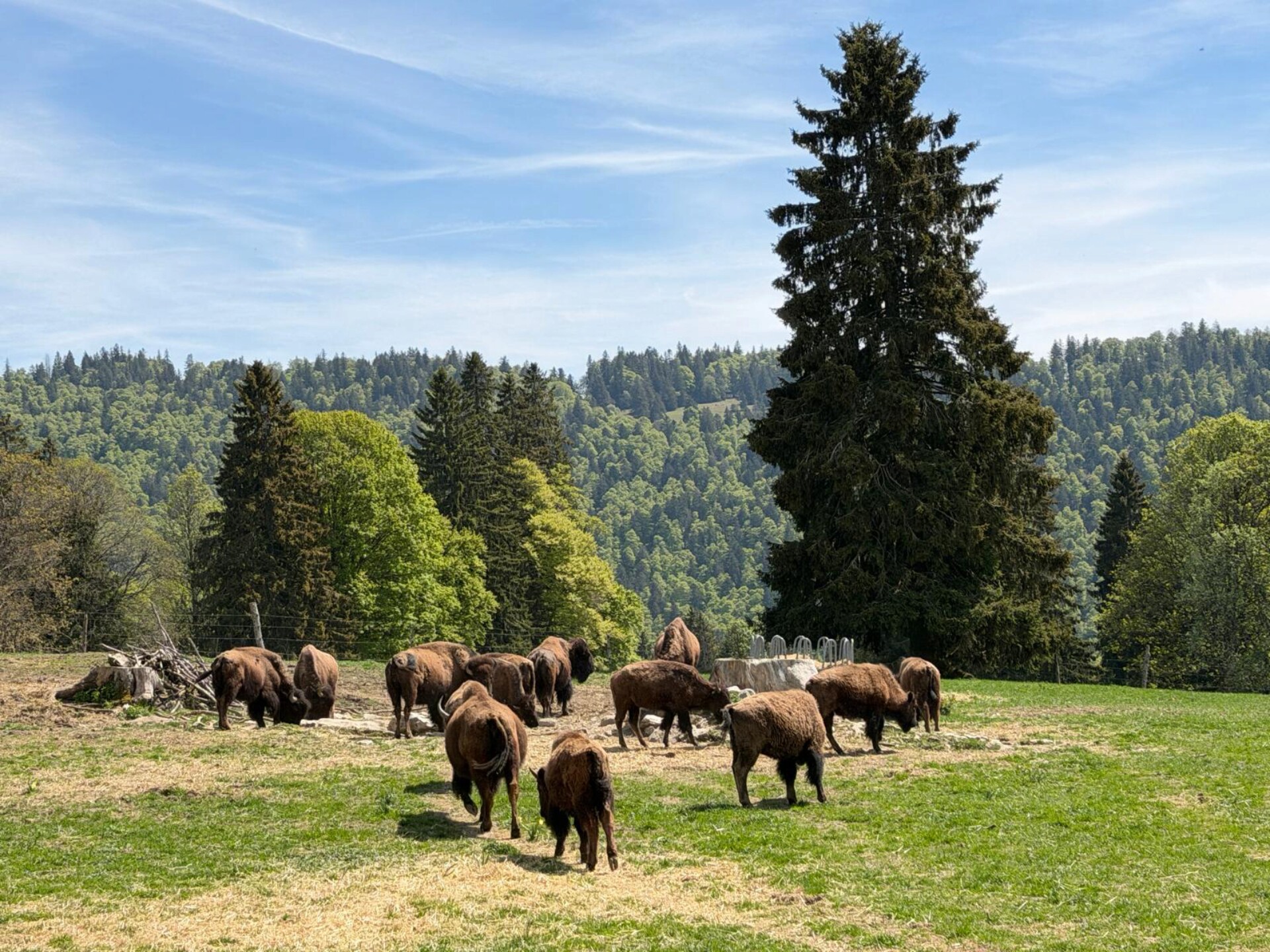 Ride_Out_Bison_Ranch_16